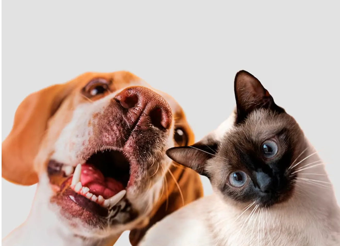 Pet Supplies category